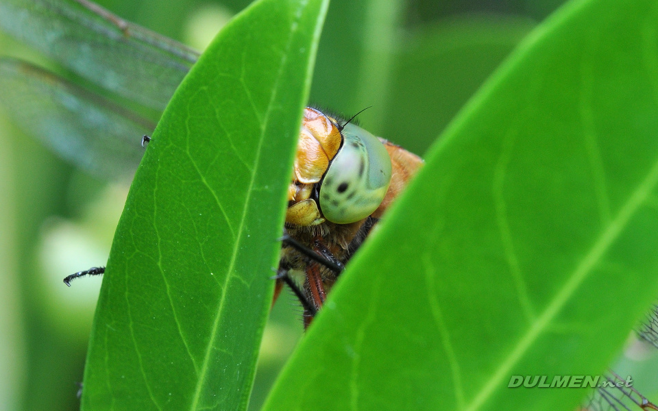 Green-eyed Hawker (male, Aeshna isoceles)